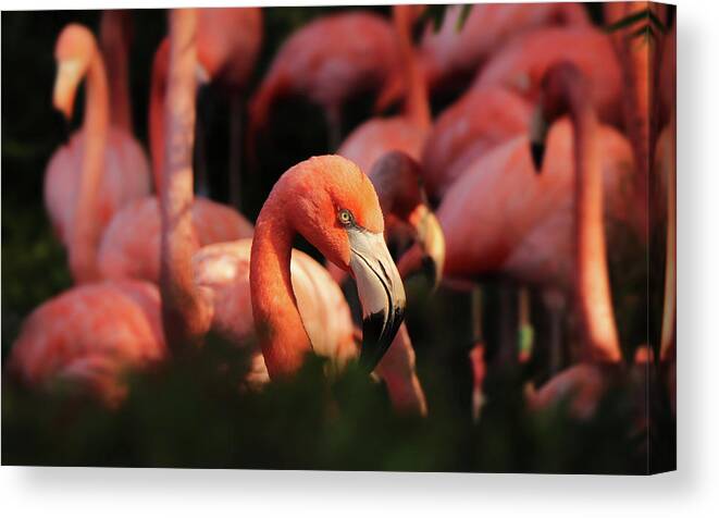 American Flamingo Canvas Print featuring the photograph Head american flamingo, Phoenicopterus ruber, from bushes by Vaclav Sonnek