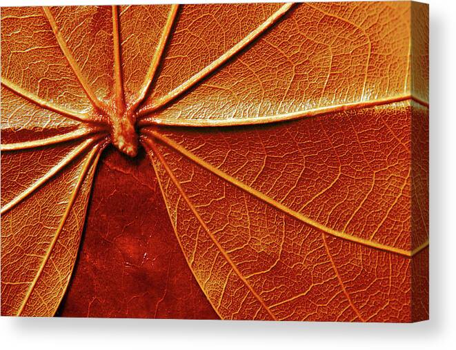 Papyrus Canvas Print featuring the photograph Close up of the red leaf papyrus by Severija Kirilovaite