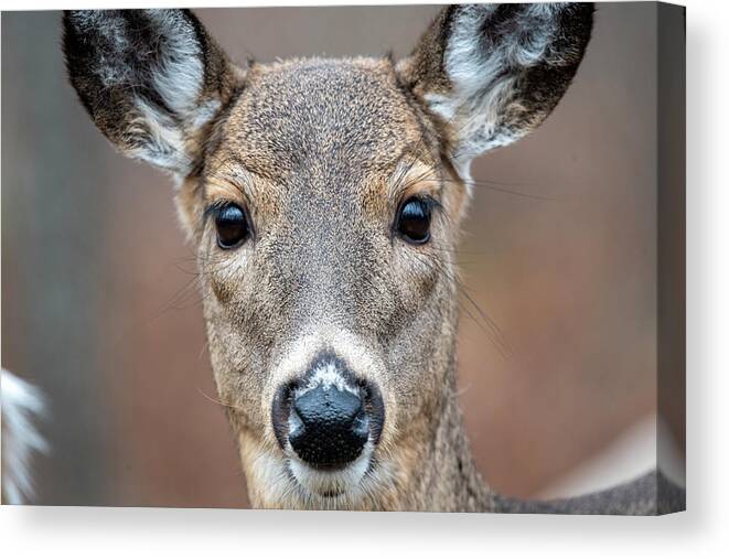 Whitetail Deer Canvas Print featuring the photograph Close up of whitetail doe by Dan Friend