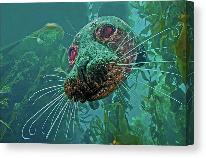 Photo Canvas Print featuring the photograph Closeup of a Seal. California by World Art Collective