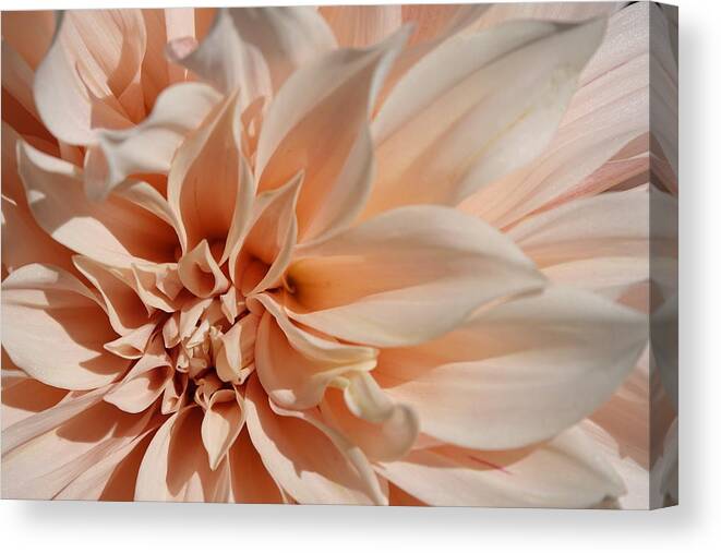 Dahlia Canvas Print featuring the photograph Closeup Of Beautiful Pastel Dahlia Flower by Lyuba Filatova
