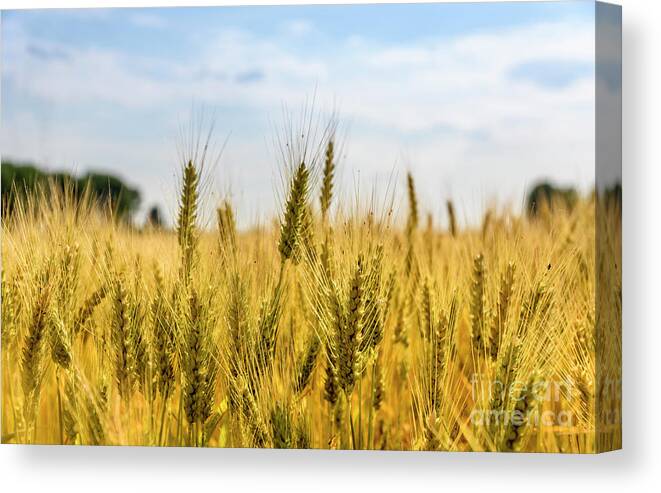 Wheat Canvas Print featuring the photograph Closeup of golden wheat ears in field. by Jelena Jovanovic