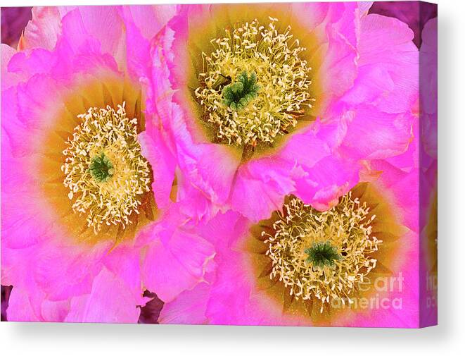 Dave Welling Canvas Print featuring the photograph Closeup Of Lace Cactus Blooms Echinocereus Reichenbachii Texas by Dave Welling