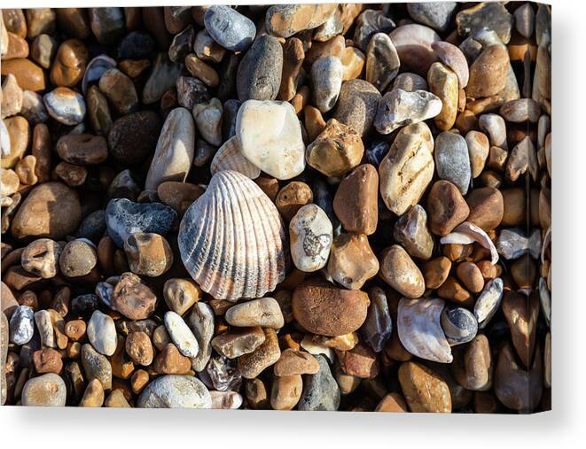 United Kingdom Canvas Print featuring the photograph Cockle shell and pebbles by Richard Donovan