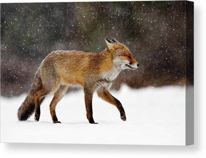Red Fox Canvas Print featuring the photograph Cold as Ice - Red Fox in a Snow Blizzard by Roeselien Raimond