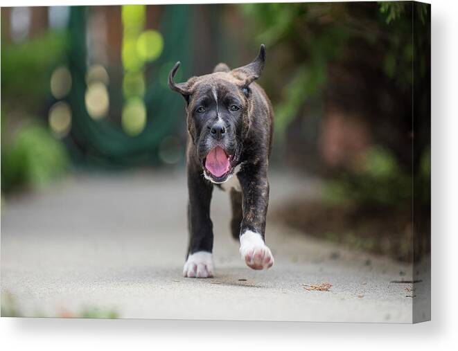 Puppy Canvas Print featuring the photograph Coleman by Bill Cubitt