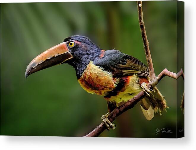 Aracari Canvas Print featuring the photograph Fiery-billed Aracari by Joe Bonita