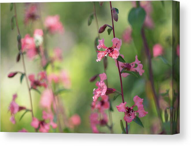 Macro Canvas Print featuring the photograph Color Play by Laura Macky