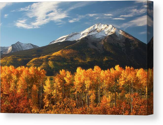 Aspen Canvas Print featuring the photograph Colorado Gold by Darren White