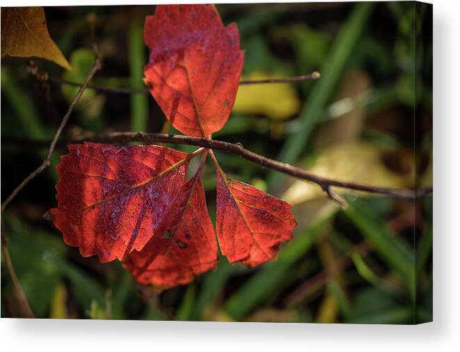 Fine Art Canvas Print featuring the photograph Colorful Leaves by Kim Sowa