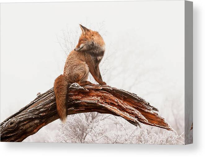 Fox Canvas Print featuring the photograph Coloring a Grey World - Red Fox on a winter day with hoar frost by Roeselien Raimond