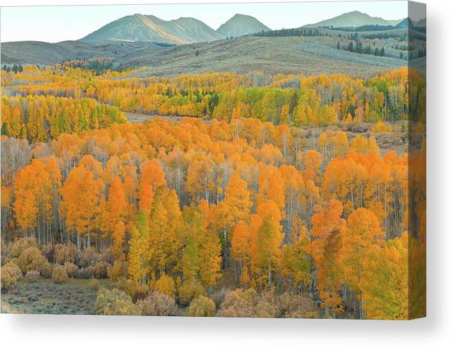 Trees Canvas Print featuring the photograph Colors of the Season by Jonathan Nguyen