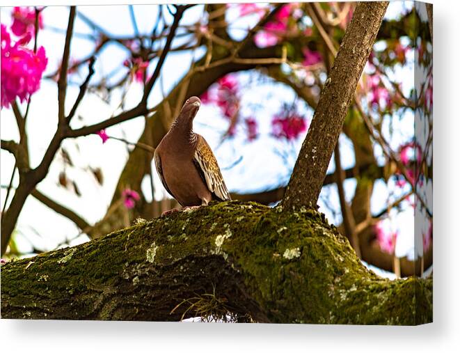 Animal Themes Canvas Print featuring the photograph Columbidae is a bird family consisting of pigeons and doves. It is the only family in the order Columbiformes. by CRMacedonio