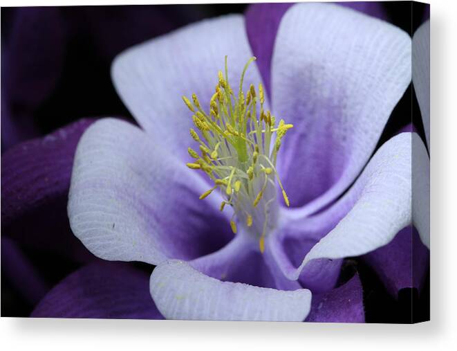 Macro Canvas Print featuring the photograph Columbine 764 by Julie Powell