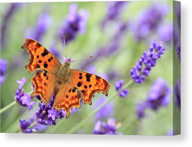 Fragility Canvas Print featuring the photograph Comma butterfly on English lavender by © Jackie Bale