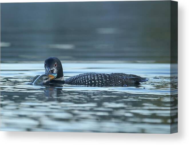 Common Loon Canvas Print featuring the photograph Common Loon by Brook Burling