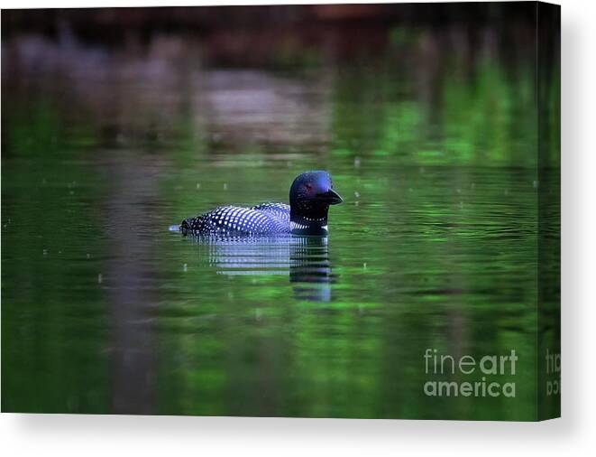 Loon Canvas Print featuring the photograph Common Loon by Thomas Nay