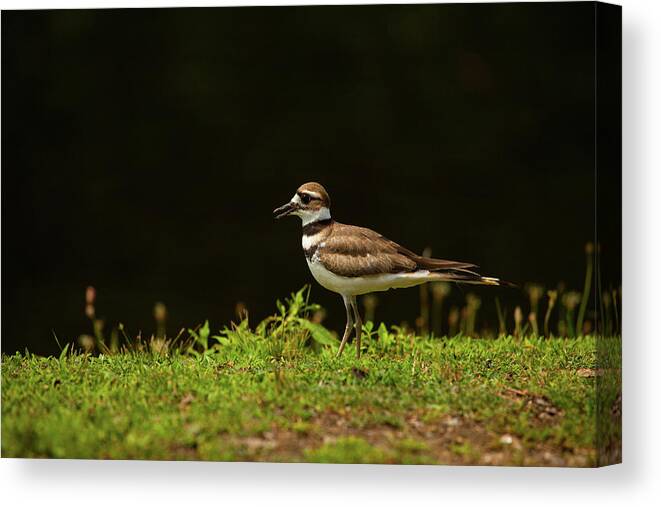 Killdeer Canvas Print featuring the photograph Common Plover by Karol Livote