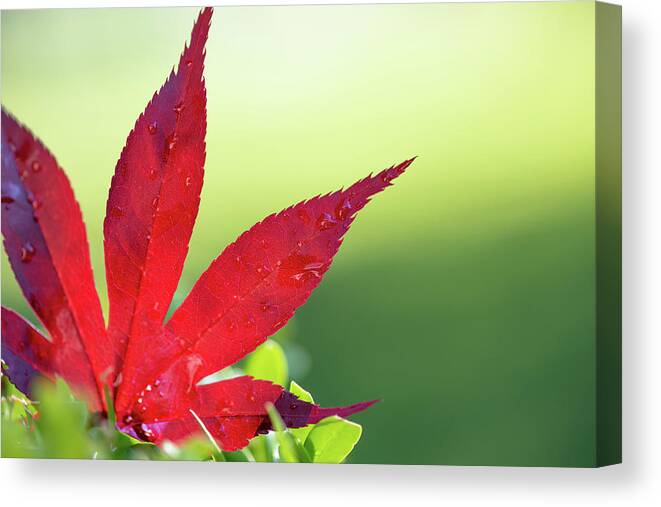 Macro Canvas Print featuring the photograph Complementary by Laura Macky
