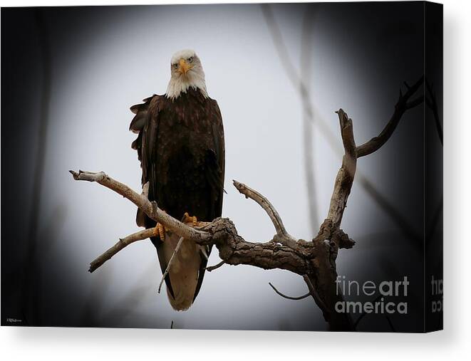 Eagles Canvas Print featuring the photograph Contemplating by Veronica Batterson