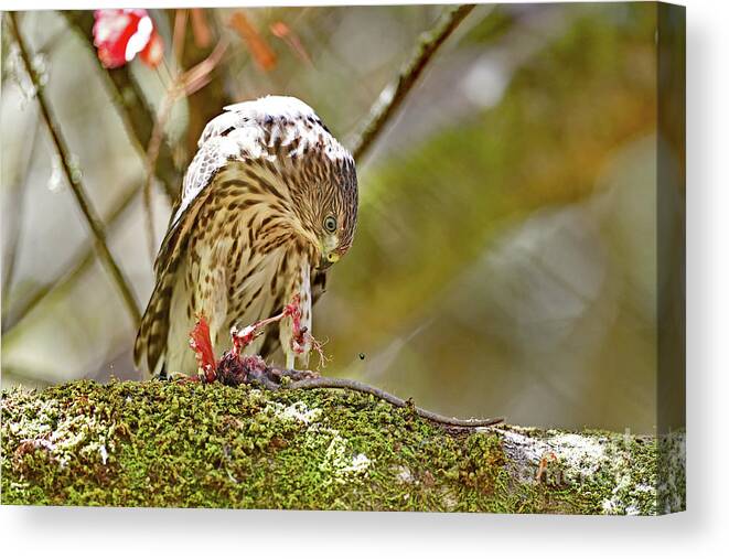 Cooper's Hawk Canvas Print featuring the photograph Cooper's Hawk Devouring Large Rodent by Amazing Action Photo Video