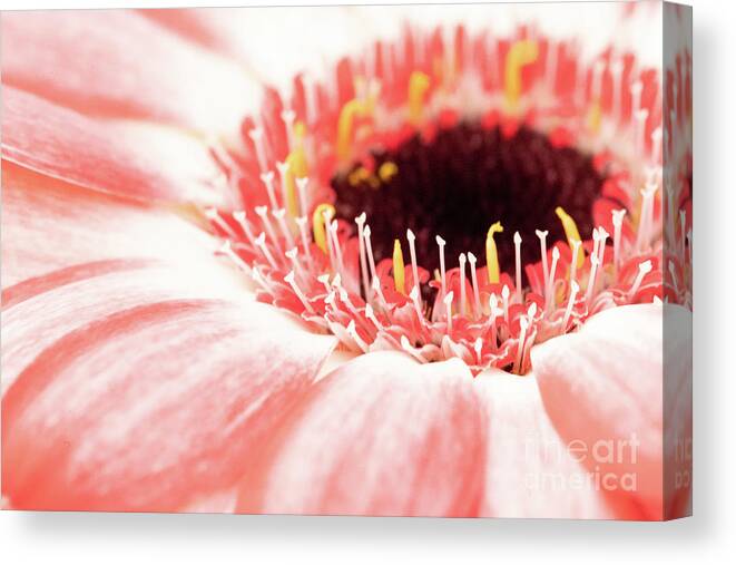 Abstracts Canvas Print featuring the photograph Coral Circle by Marilyn Cornwell