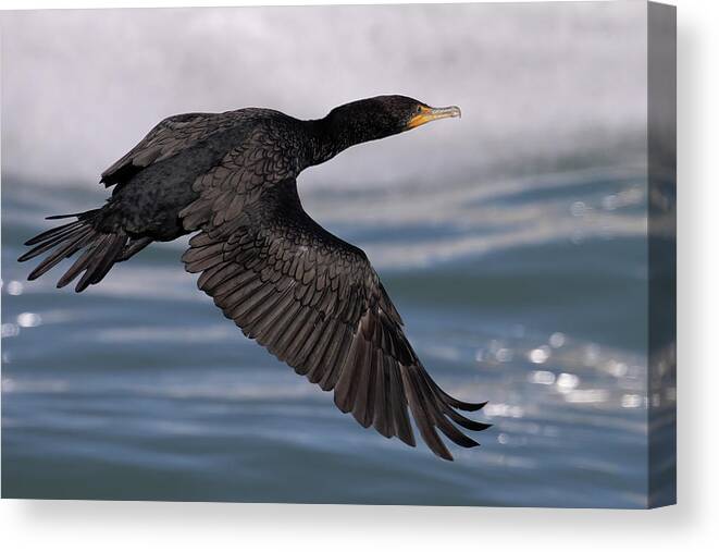 Birds Canvas Print featuring the photograph Cormorant's Glistening Glide by RD Allen