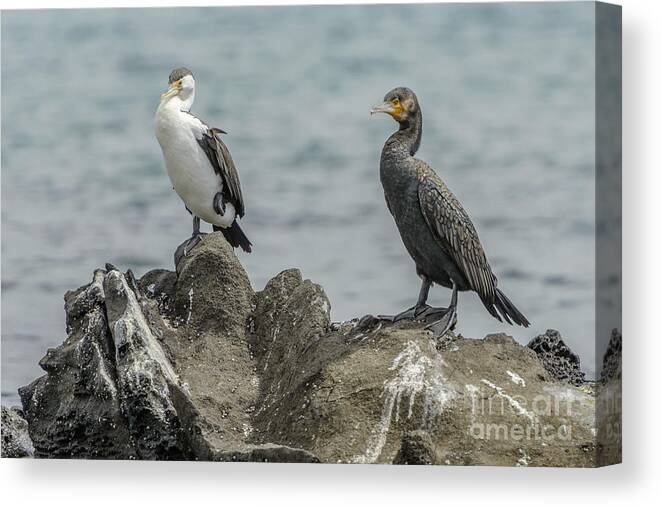 Cormorant Canvas Print featuring the photograph Cormorants by Werner Padarin
