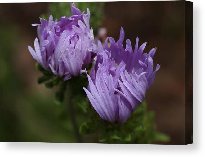 Cornflower Canvas Print featuring the photograph Stoke's Aster Flower by Mingming Jiang