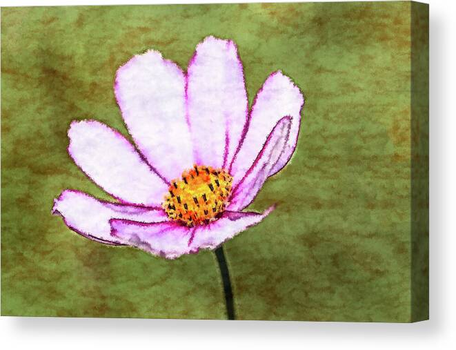 Floral Canvas Print featuring the photograph Cosmos Flower by Tanya C Smith