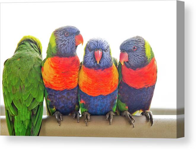 Four Wild Rainbow Lorikeets Perched On A Railing Canvas Print featuring the photograph Cosy by Az Jackson