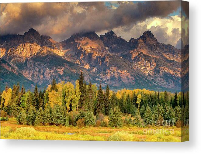 Dave Welling Canvas Print featuring the photograph Cottonwoods And Fir Trees Fall Color Grand Tetons National Park Wyoming by Dave Welling