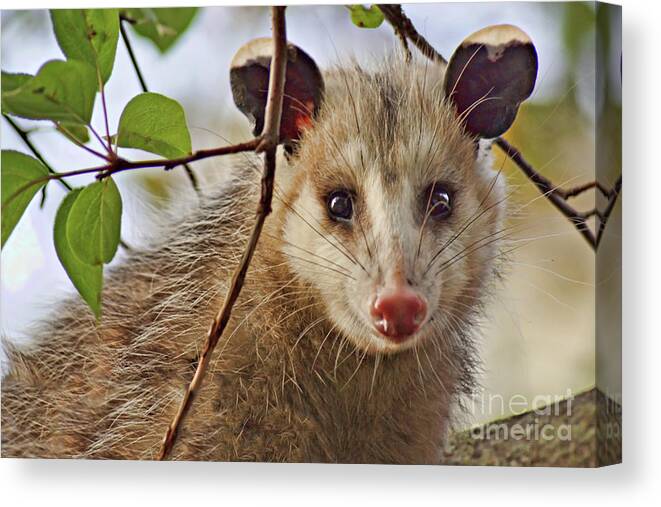 Possum Canvas Print featuring the photograph Coucou - close-up by Nikolyn McDonald