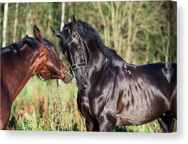 Horse Canvas Print featuring the photograph Couple Of Breed Sportive Stallions. Close Up by anakondaN