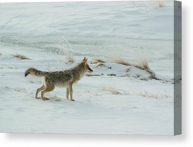 Colorado Canvas Print featuring the photograph Coyote - 8962 by Jerry Owens