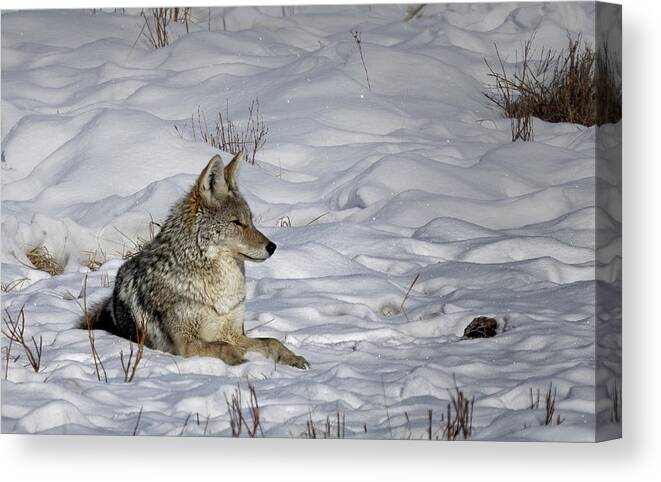 Yellowstone National Park Canvas Print featuring the photograph Coyote in Snow by Cheryl Strahl