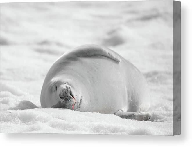04feb20 Canvas Print featuring the photograph Crabeater Seal Frozen Drool Pile BW-SC by Jeff at JSJ Photography