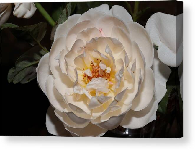 Rose Canvas Print featuring the photograph Creamy Fragrant Rose by Mingming Jiang