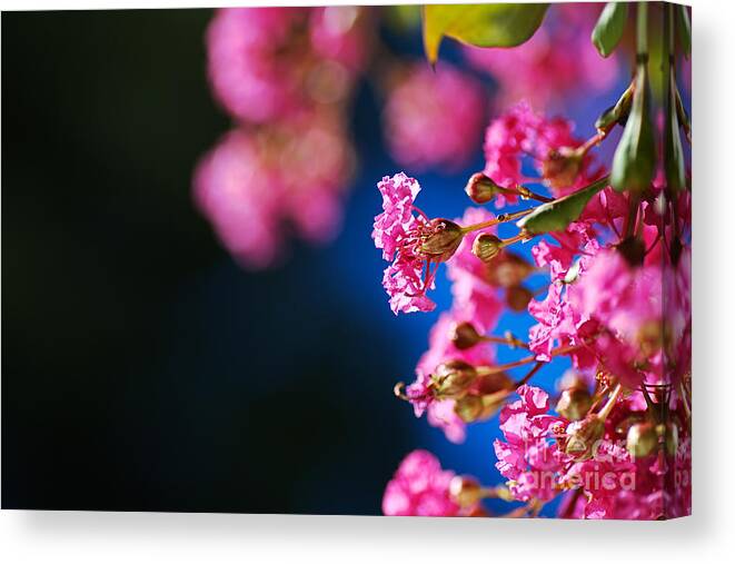 Crepe Myrtle Pink Canvas Print featuring the photograph Crepe Myrtle Pink by Joy Watson