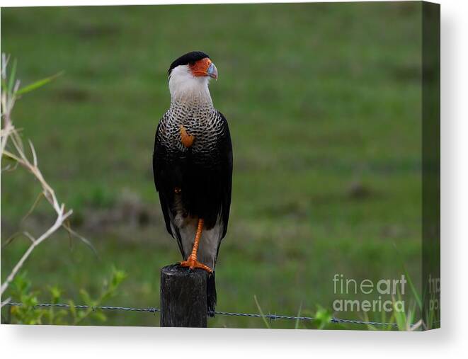 Crested Caracara Canvas Print featuring the photograph Crested Caracara by Steve Brown