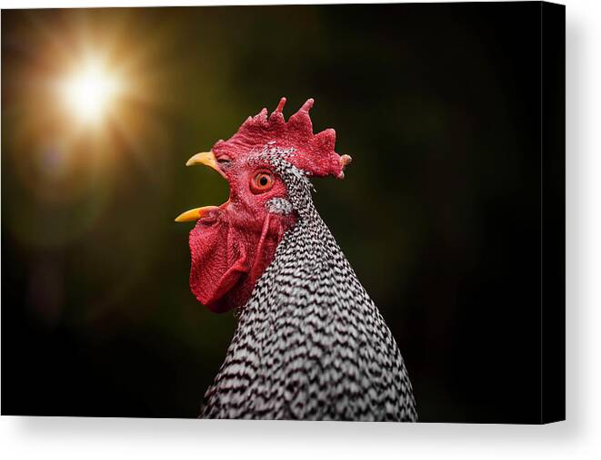  Canvas Print featuring the photograph Crooked Feet Rooster by Nicole Engstrom