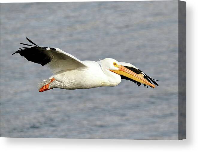 Pelicans Canvas Print featuring the photograph Cruising Along by Lens Art Photography By Larry Trager