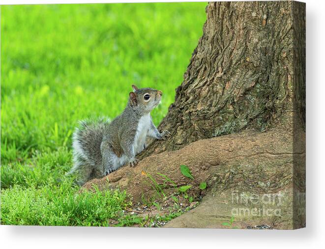 Eastern Gray Squirrel Canvas Print featuring the photograph Curious Eastern Gray Squirrel by Jennifer White
