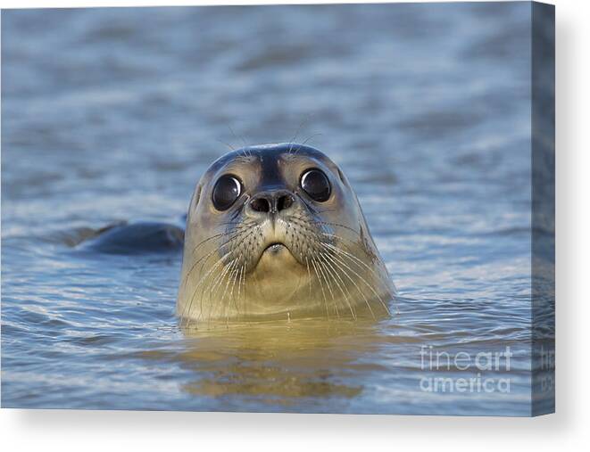 Harbor Seal Canvas Print featuring the photograph Curious Seal by Arterra Picture Library