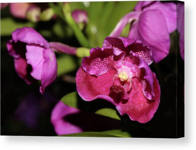 Orchid Canvas Print featuring the photograph Curled Orchids by Mingming Jiang