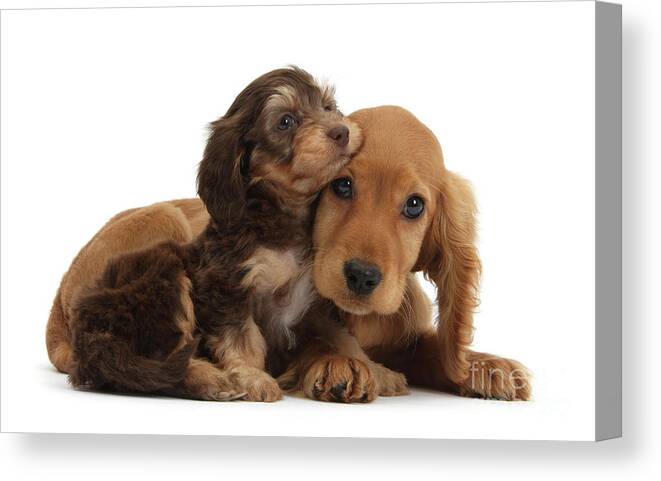Golden Cocker Spaniel Canvas Print featuring the photograph Cute Daxiedoodle and Golden Cocker Spaniel puppies by Warren Photographic