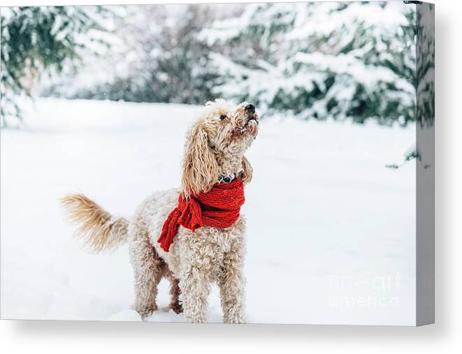 Dog Canvas Print featuring the photograph Cute little dog with red scarf playing in snow. by Jelena Jovanovic