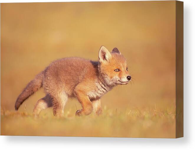 Fox Canvas Print featuring the photograph Cute Overload Series - Smile, You're on instagram by Roeselien Raimond