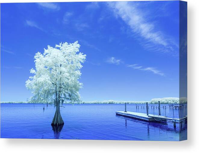 2022 Canvas Print featuring the photograph Cypress at Elliott's Landing-Infrared by Charles Hite