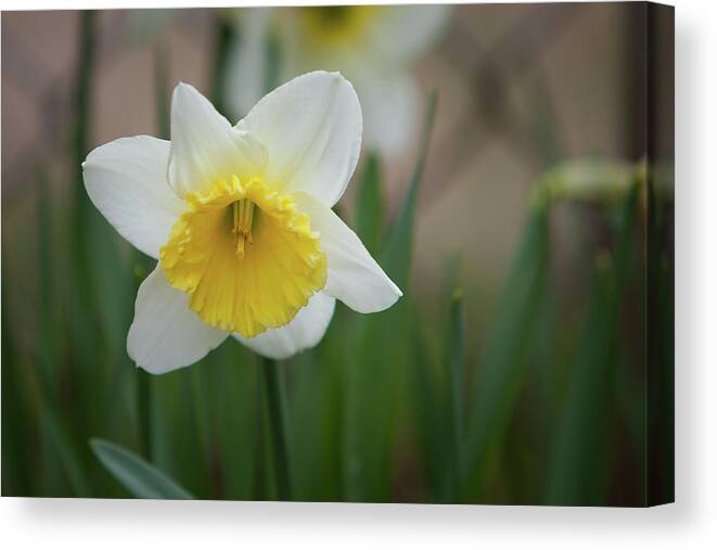 Daffodil Canvas Print featuring the photograph Daffodil_5985 by Rocco Leone